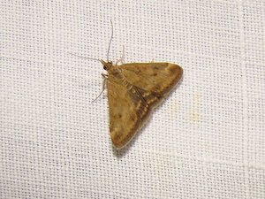 DSC04821 - Copie.JPG
