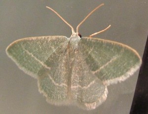 3549 Geometridae, geometrinae Phaiogramma etruscaria, phalène verte des ombellifères 2008.06.24 (3p%).JPG