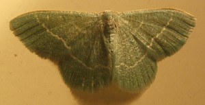 3549 Geometridae, geometrinae, Chlorissa= Phaiogramma etruscaria Phalène verte des ombellifères 2007.07.19 (1)bis.JPG