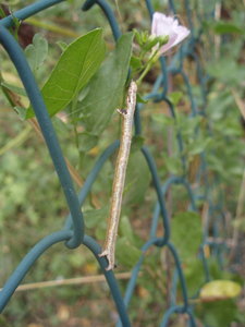 Roquevidal  (Tarn) le 06-07-2012.jpg