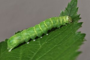 Phlogophora meticulosa 06-07-2012.JPG