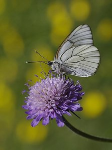 Le Gazé- la piéride de l'aubépine_R0T0913.JPG