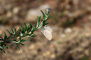 Ponte Femelle Santarucus spirithous-2635.jpg