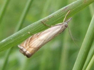 papillon wavrin lagunage 07062009 sw red.jpg