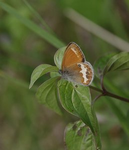 26 10 2011 Thonnance-Le Céphale(Coenonympha arcania)_R0T9692.JPG