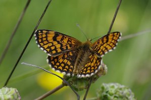 Cinclidia phoebe(La mélitée des centaurées).JPG