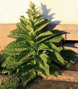 la plante-hôte.jpg