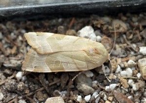 Noctua fimbriata-0015ppc.jpg