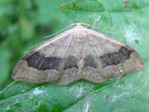 Idaea aversata.JPG