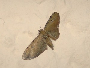 Eupithecia assimilata.JPG