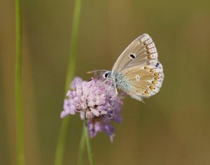 _ROT0453 - Polyommatus dorylas mâle ( l'Azure du mélilot).jpg