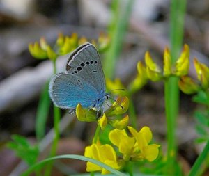 _ROT0044 Glaucopsyche alexis - revers d'une femelle.jpg