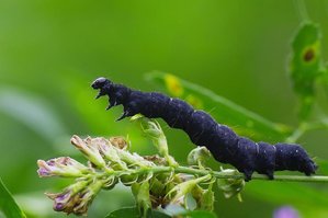 (Noctuidae plusiidae).jpg