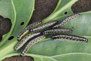 Pieris brassicae-_ROT1937.JPG