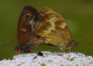 photo 5393 bis-Accouplement de Erebia ligea.JPG