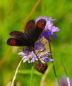 Le Moiré blanc-fascié(Erebia ligea).JPG