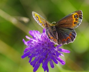 Le Moiré blanc-fascié(Erebia ligea)_ROT6159.JPG