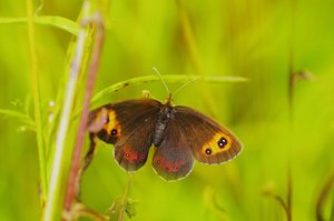 Erebia  ligea..._ROT5496.JPG