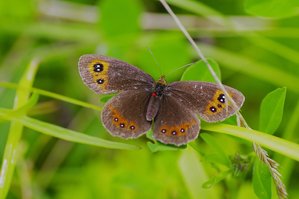 Erebia medusa(Le moiré franconien).JPG