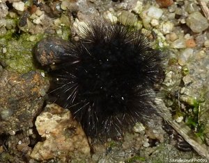 Chenille noire aux longues soies - Bouresse Poitou-Charentes Dimanche 18 novembre 2012.jpg