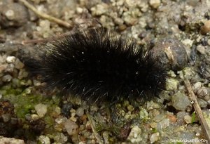 Chenille noire aux longues soies Bouresse Dimanche 18 novembre 2012.jpg