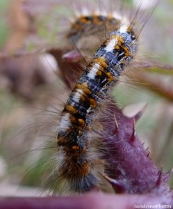 Chenille du Bombyx du chêne,  Lasiocampa quercus - Bouresse, Poitou-Charentes  23 novembre 2012   (5).jpg