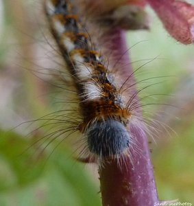 Chenille du Bombyx du chêne,  Lasiocampa quercus - Bouresse, Poitou-Charentes  23 novembre 2012   (2).jpg