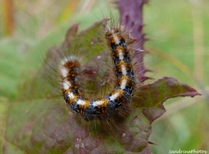 Chenille du Bombyx du chêne,  Lasiocampa quercus - Bouresse, Poitou-Charentes  23 novembre 2012   (4).jpg