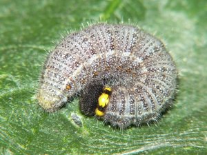 Chenille de Grisette ou Hespérie de l’Alcée Carcharodus alceae (1).JPG