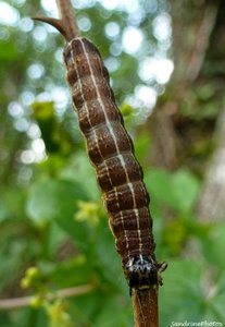 Chenille - 22 mai 2012 - Bouresse, Poitou-Charentes.jpg