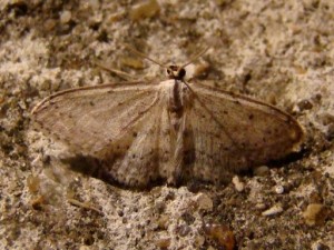 Scopula marginepunctata.JPG