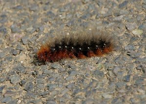 27 06 2012 Sommermont_ROT2681 - Arctia caja (Ecaille-martre  Hérissonne).jpg