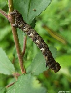 Chenille marron sur fusain, 22 mai 2012, Bouresse, Poitou-Charentes.jpg