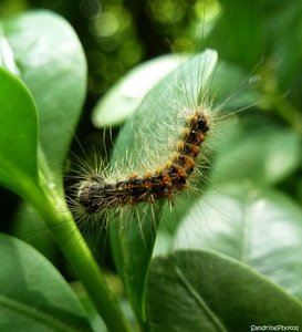 Chenille 7mm sur buis, le 22 mai 2012, Bouresse Poitou-Charentes (2) (1).jpg