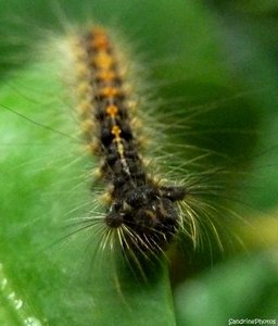 Chenille 7mm sur buis, le 22 mai 2012, Bouresse Poitou-Charentes (2) (2).jpg