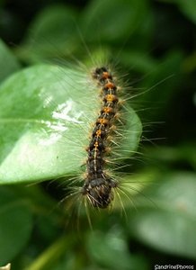 Chenille 7mm sur buis, le 22 mai 2012, Bouresse Poitou-Charentes (2) (3).jpg