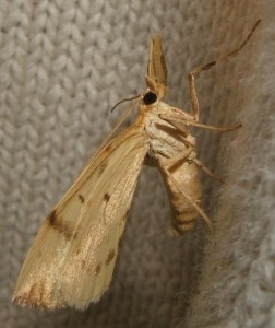 3742 08335 Geometridae  Eulithis pyraliata Cidarie pyrale  Phalène du caille-lait jaune 2009.06.11 (6p%).JPG