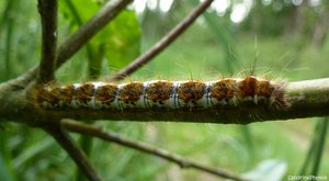 Chenille sur haie forestière, 25 mai 2012, Bouresse, Poitou-Charentes.jpg