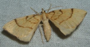 3742 08335 Geometridae  Eulithis pyraliata Cidarie pyrale  Phalène du caille-lait jaune 2009.06.11 (2p%).JPG