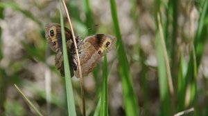 Erebia aethiops-Mâle-30 08 2011-.JPG