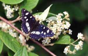 Limenitis reducta-2968ppc.jpg