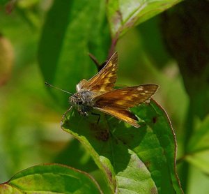 Hesperia comma.jpg