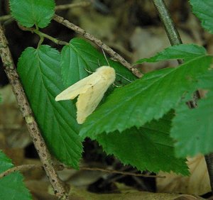 (Spilosoma luteum).jpg