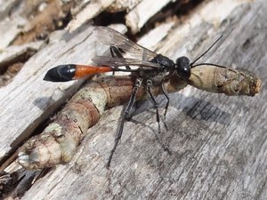 A déterminer 3 Ammophila sabulosa Dépré Chloé La Jarrie Audouin 17 17052012.jpg