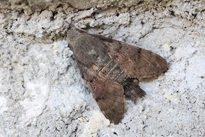 IMG_2761.jpg