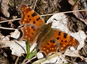 Polygonia c-album, Papillon de jour Robert le Diable, Bouresse, Poitou-Charentes, 03 mars 2013.jpg