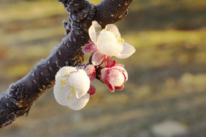 bourgeons d'abricotier-2720.jpg