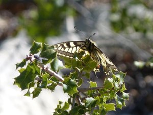 Machaon Papilio machaon Calvisson (Gard) (2).JPG