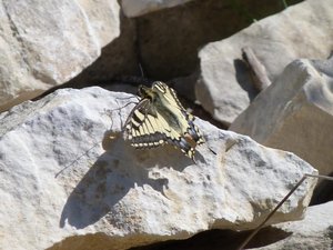 Machaon Papilio machaon Calvisson (Gard) (1).JPG