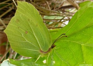 Gonepteryx rhamni, Le Citron,  Bouresse, Poitou-Charentes,  23 mars 2013.jpg